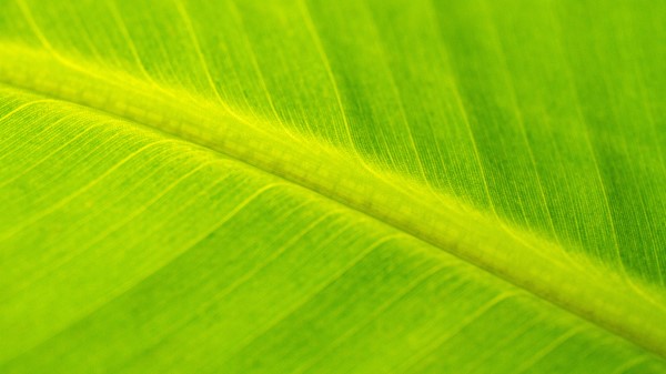 Leaf Macro Veins Wallpaper