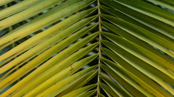 Leaf Palm Branch Wallpaper