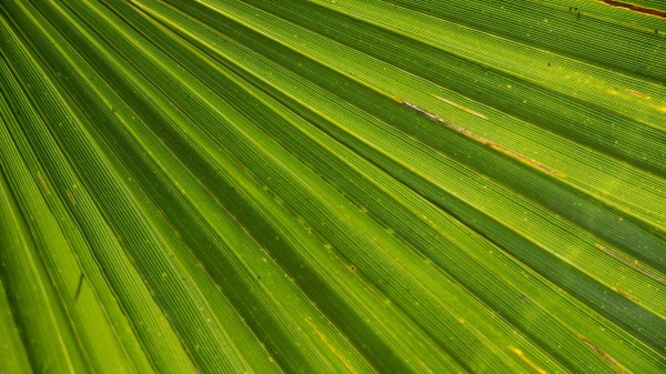 Leaf Palm Plant Drops Wallpaper