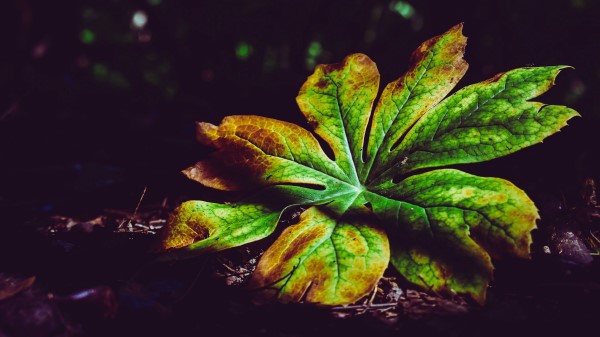 Leaf Plant Carved Photography Wallpaper