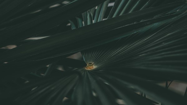 Leaf Plant Carved Wallpaper