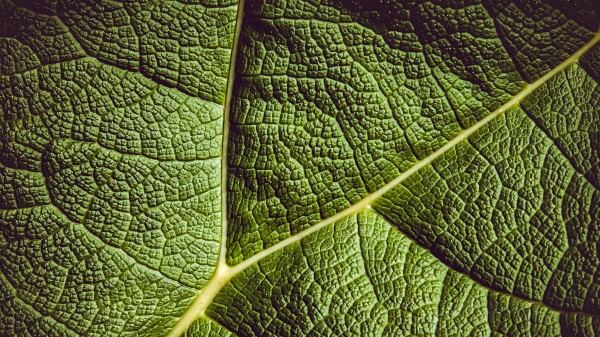 Leaf Ribbed Leaf Veins Wallpaper