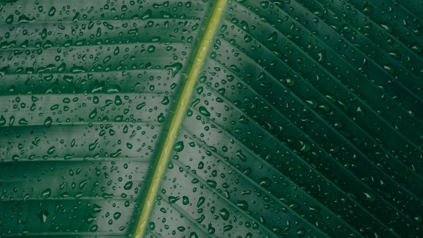 Leaf Surface Drops Wallpaper