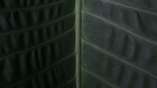 Leaf Surface Macro Photography Wallpaper