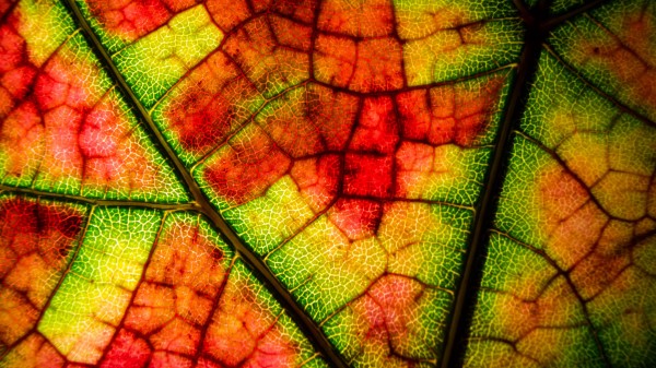 Leaf Veins Colorful Wallpaper