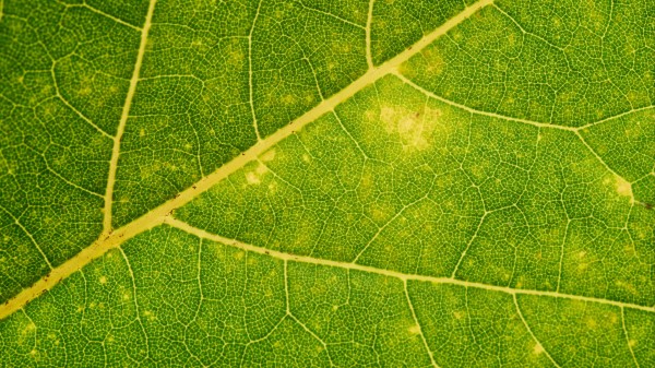 Leaf Veins Green Photography Wallpaper