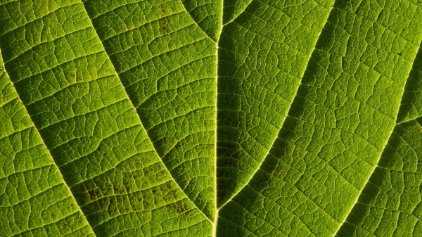 Leaf Veins Macro Wallpaper