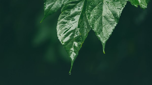 Leaf Wet Green Wallpaper