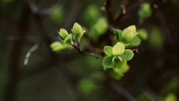 Leaves Branch Macro Photography Wallpaper