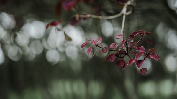 Leaves Branch Macro Wallpaper