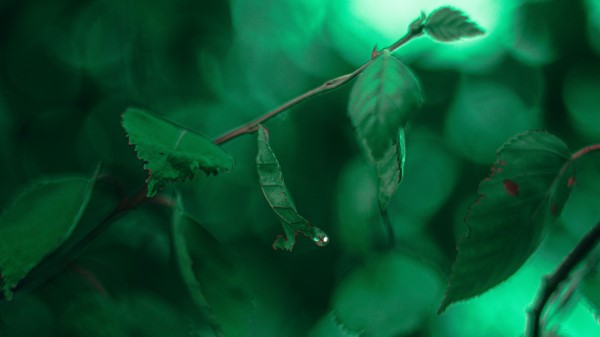 Leaves Branches Macro Wallpaper