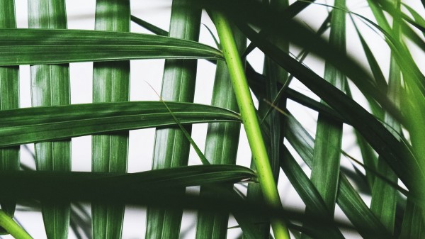 Leaves Branches Palm Wallpaper