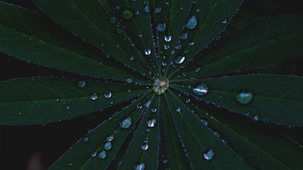 Leaves Dew Surface Wallpaper