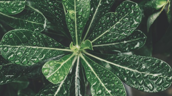 Leaves Drops Bonsai Wallpaper