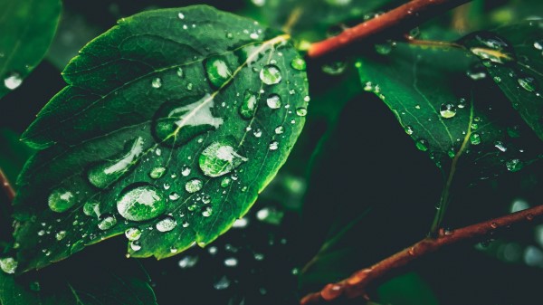 Leaves Drops Dew Photography Wallpaper