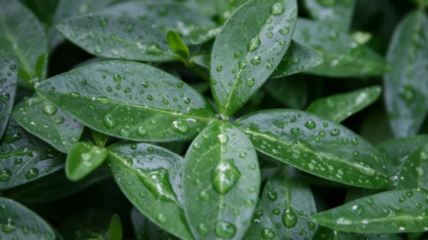 Leaves Drops Dew Wallpaper