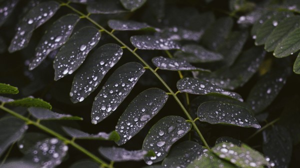 Leaves Drops Macro Photography Wallpaper