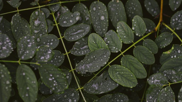 Leaves Drops Macro Wallpaper