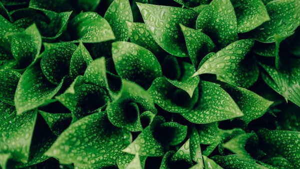 Leaves Drops Moisture Wallpaper