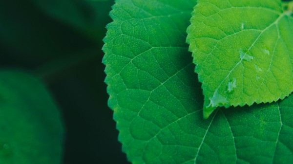 Leaves Drops Water Photography Wallpaper