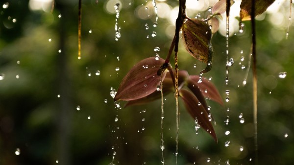 Leaves Drops Water Wallpaper
