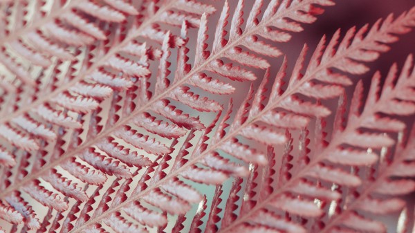 Leaves Fern Plant Wallpaper