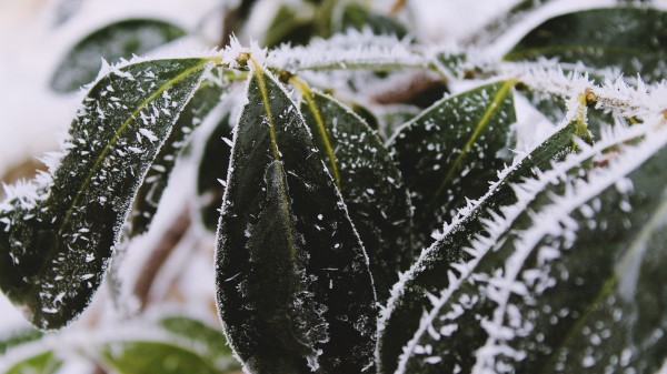 Leaves Frost Snow Wallpaper