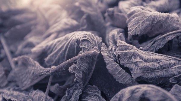 Leaves Frozen Macro Wallpaper