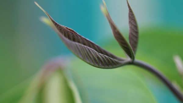 Leaves Grass Plant Wallpaper