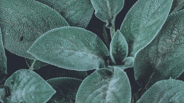 Leaves Green Fluffy Wallpaper