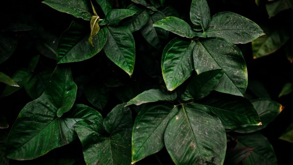 Leaves Green Plant Wallpaper