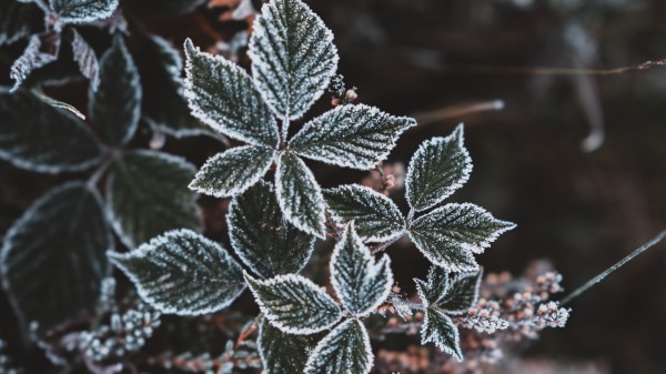 Leaves Hoarfrost Snow Wallpaper