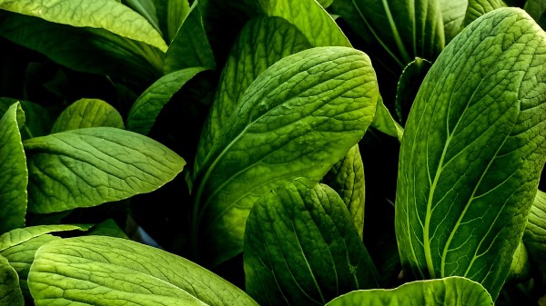 Leaves Large Veins Wallpaper