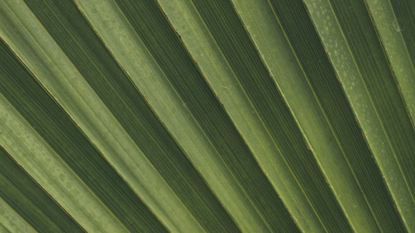 Leaves Macro Palm Wallpaper