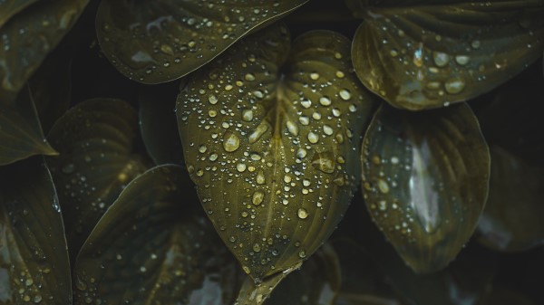 Leaves Macro Plant Photography Wallpaper