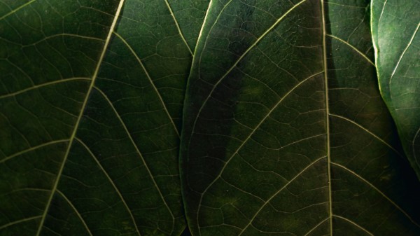 Leaves Macro Veins Wallpaper