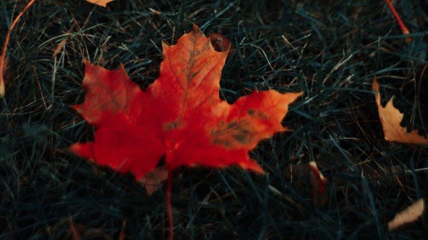 Leaves Maple Grass Wallpaper