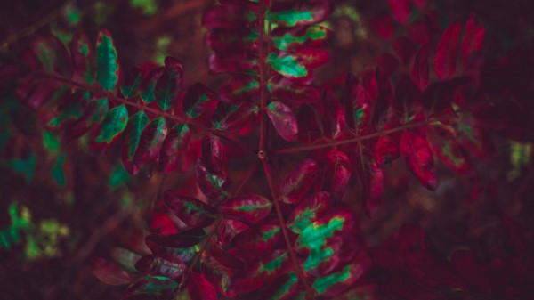 Leaves Plant Autumn Wallpaper