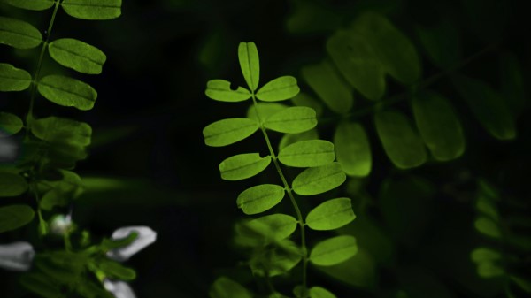 Leaves Plant Branches Wallpaper