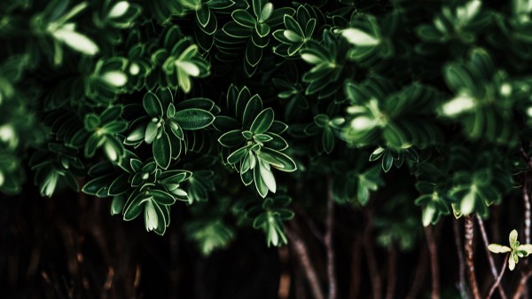 Leaves Plant Dark Wallpaper