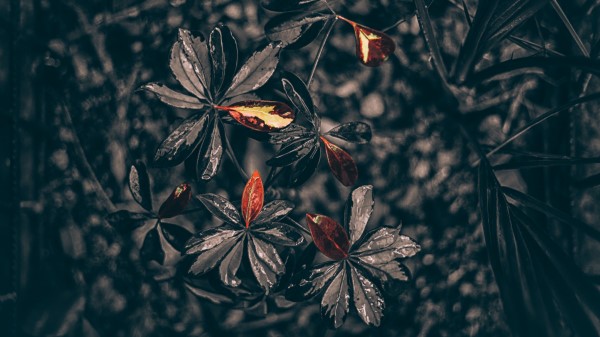 Leaves Plant Drops Black Wallpaper