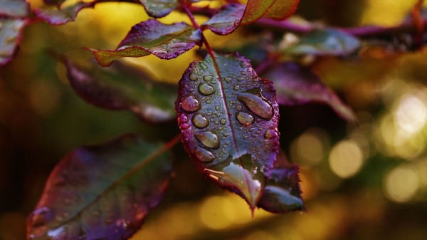 Leaves Plant Drops Dew Wallpaper