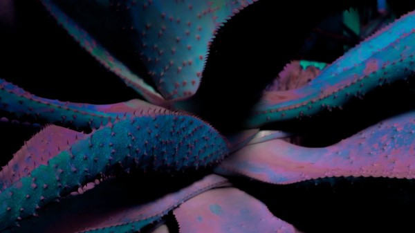 Leaves Plant Flower Wallpaper