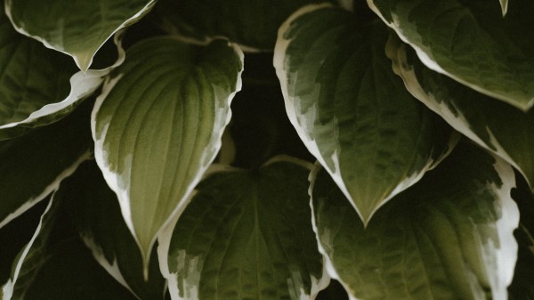 Leaves Plant Green Photography Wallpaper