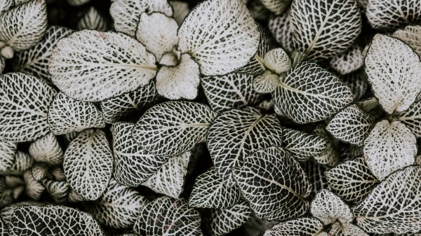 Leaves Plant Line Wallpaper