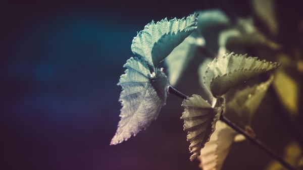 Leaves Plant Patter Wallpaper