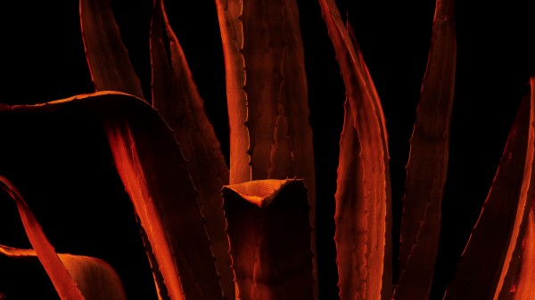 Leaves Plant Photoshop Wallpaper