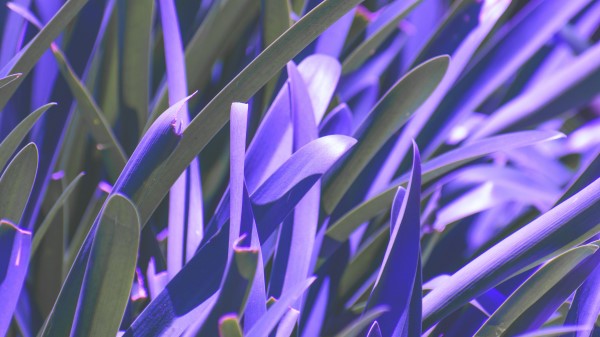 Leaves Plant Purple Wallpaper