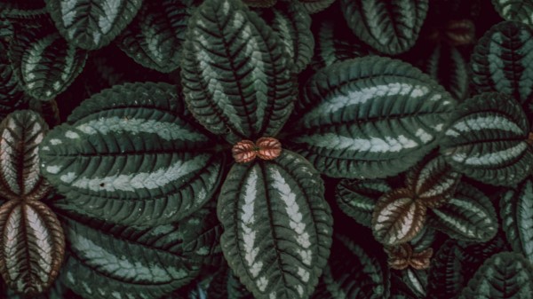 Leaves Stripes Surface Wallpaper