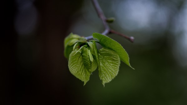 Leaves Twig Blur Wallpaper